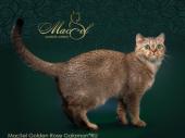 MacSel Golden Rose Galamon