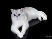 Neddison Vikilenia Gulyuk