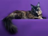 Ania Valeri Cat