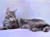 Irvin Gracia Felina*KZ
