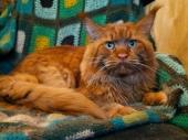 Jasper Sad Lion*RU