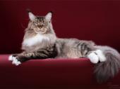 Lestat Venefica cauda
